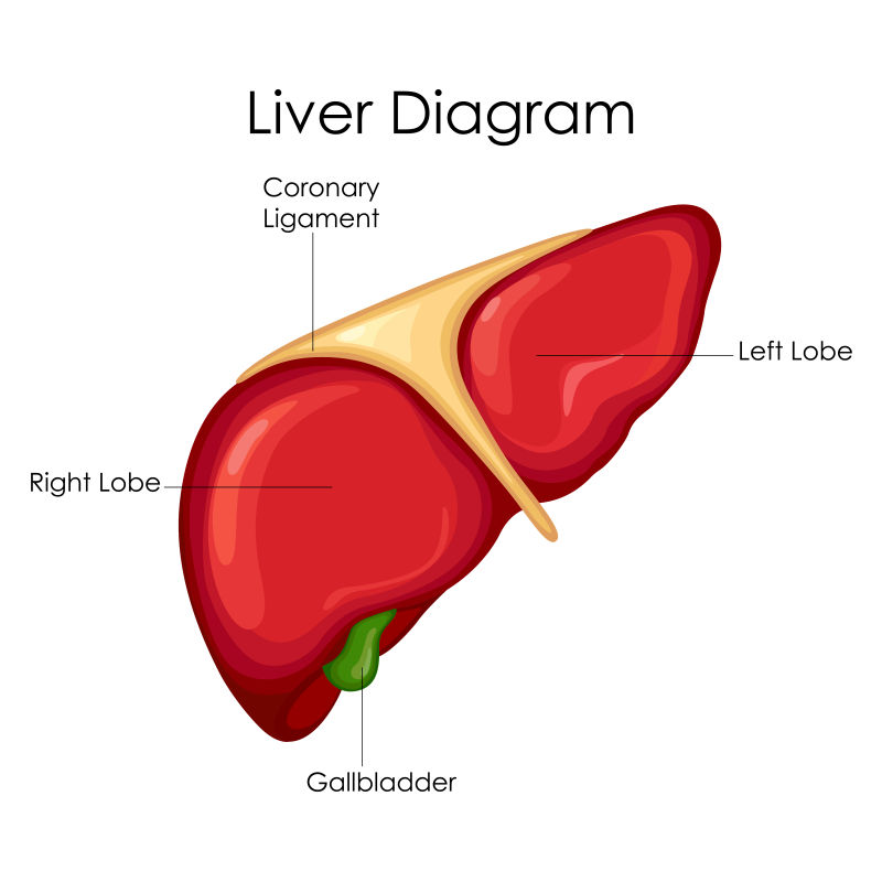 矢量人体肝脏医学教育图