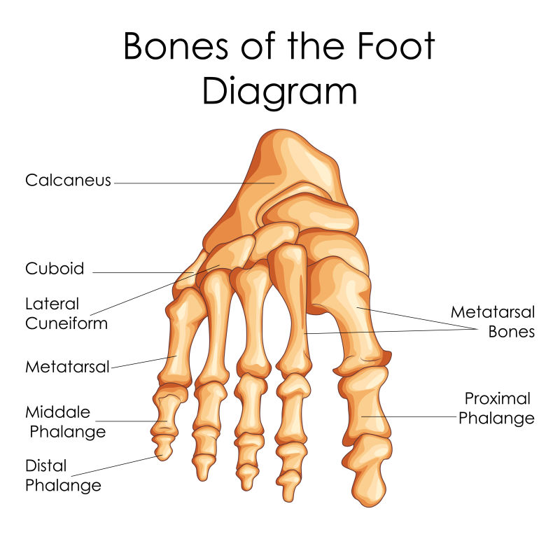 矢量人体足骨医学教育图
