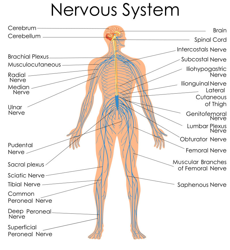 矢量神经系统教育图