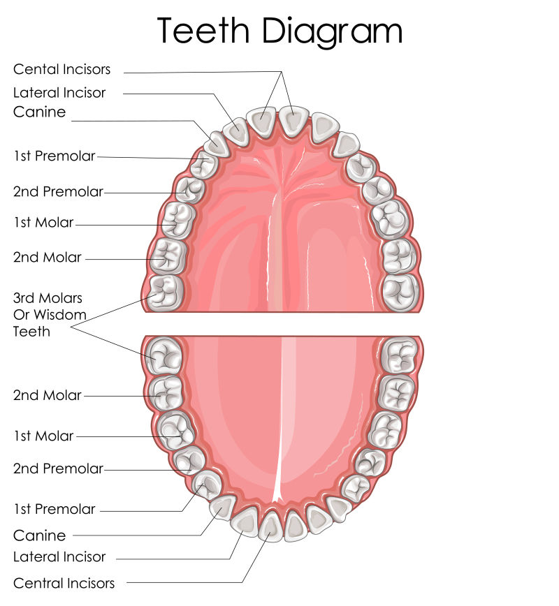 矢量人体牙齿医学教育图