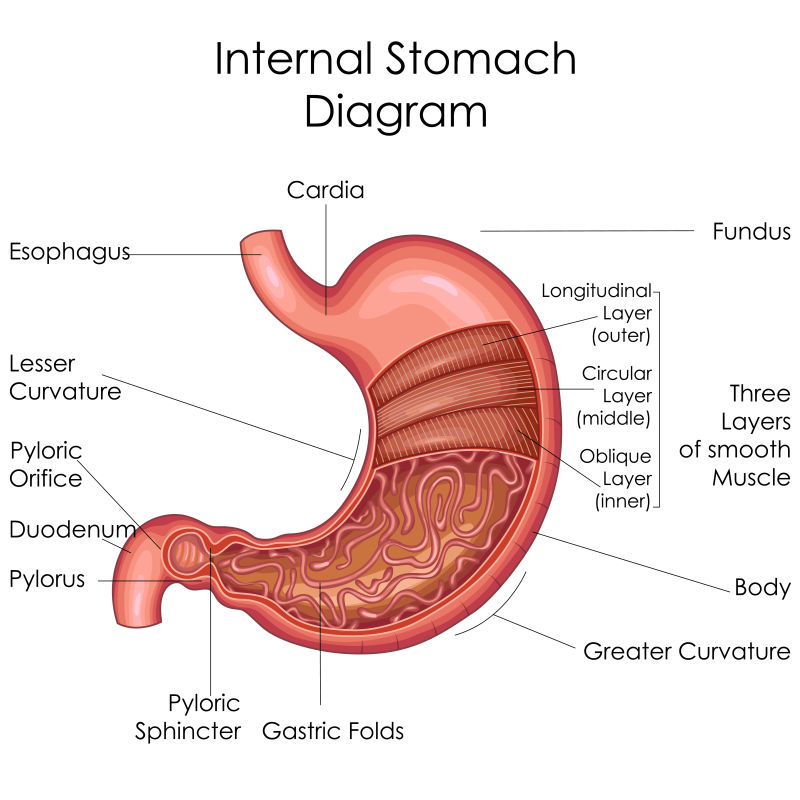矢量人体胃部医学教育图