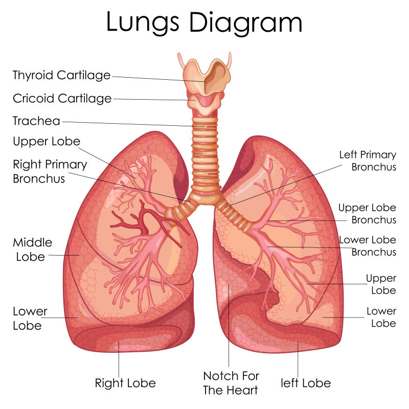 矢量人体肺医学教育图