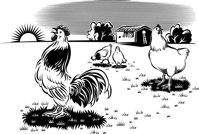 创意矢量现代公鸡的平面插图设计
