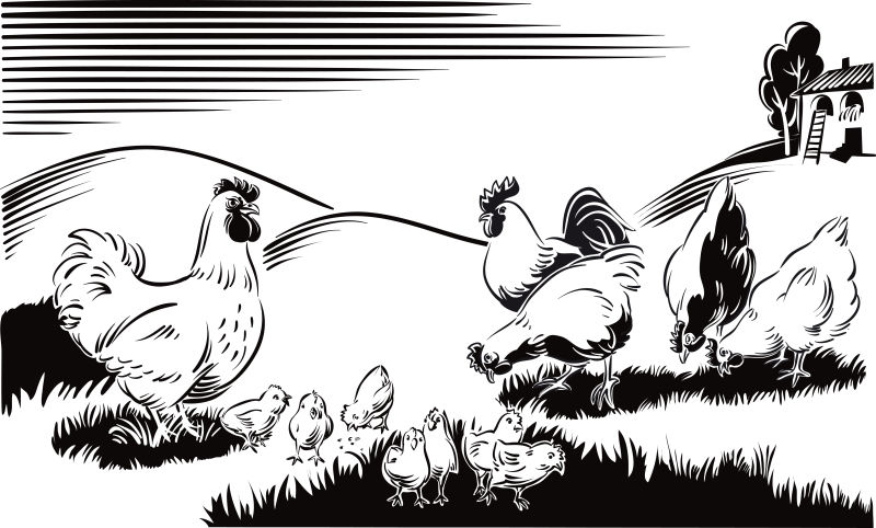 抽象矢量公鸡的手绘插图