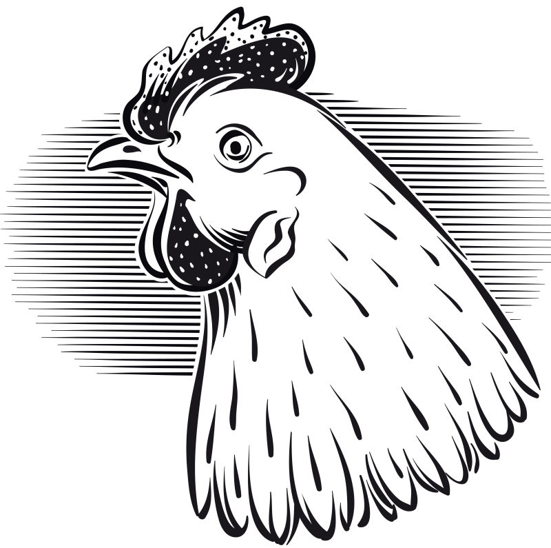 创意矢量公鸡头的手绘插图