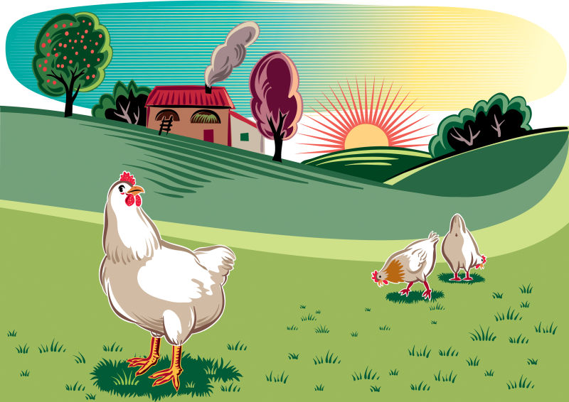 创意矢量黎明草地上的公鸡插图