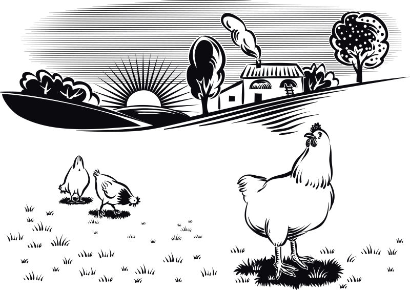 抽象矢量公鸡的平面插图