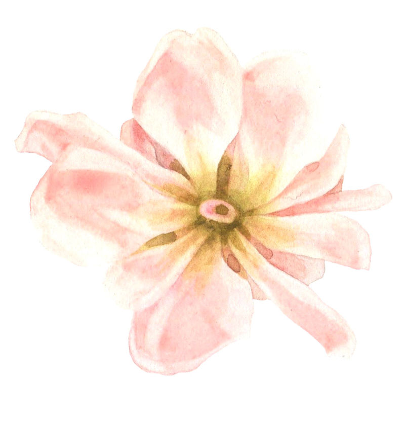 矢量粉色的花朵水彩设计
