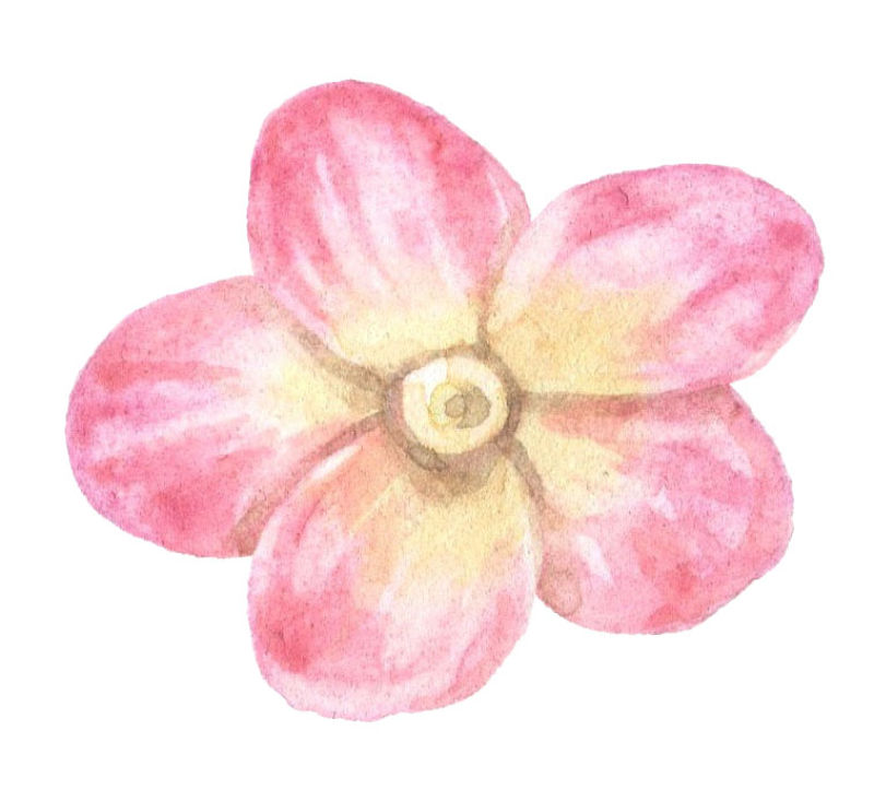 矢量水彩粉色花朵设计