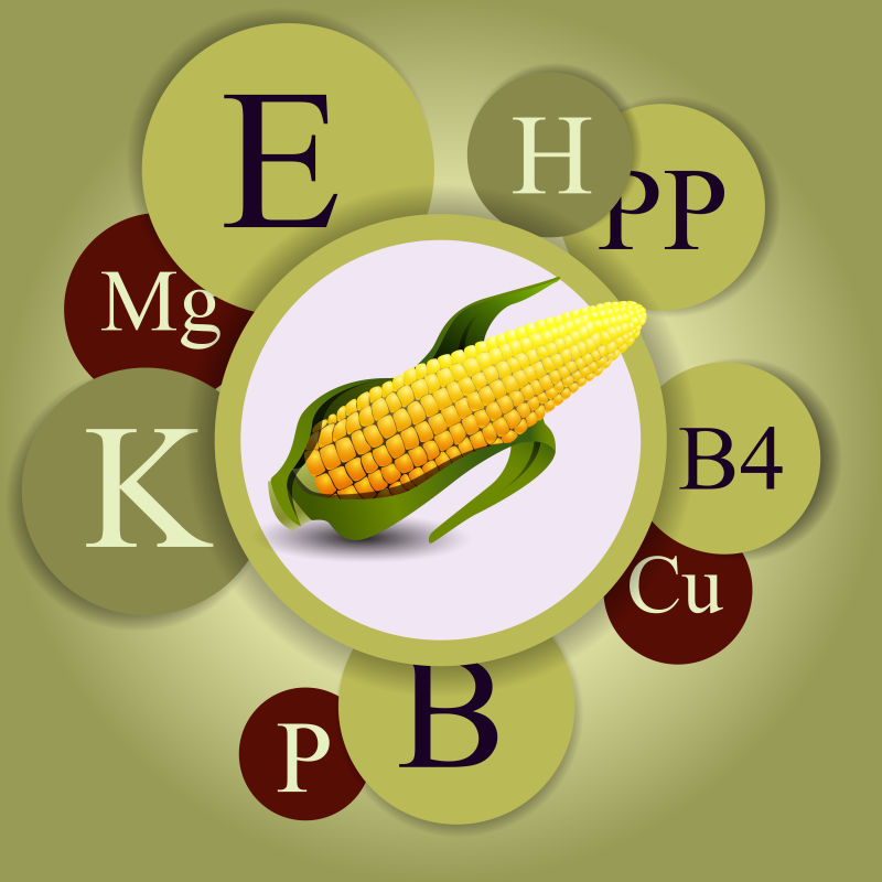 抽象矢量玉米所含维生素信息插图