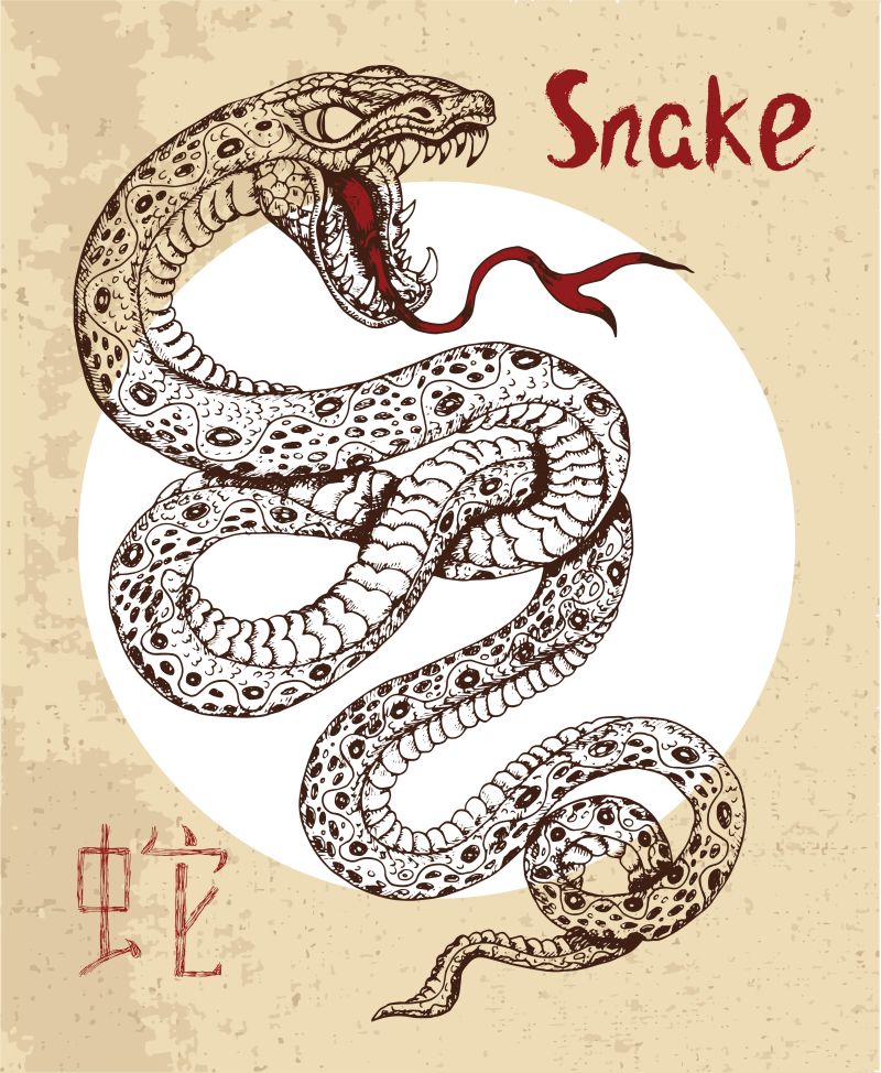 创意矢量手绘蛇插图设计
