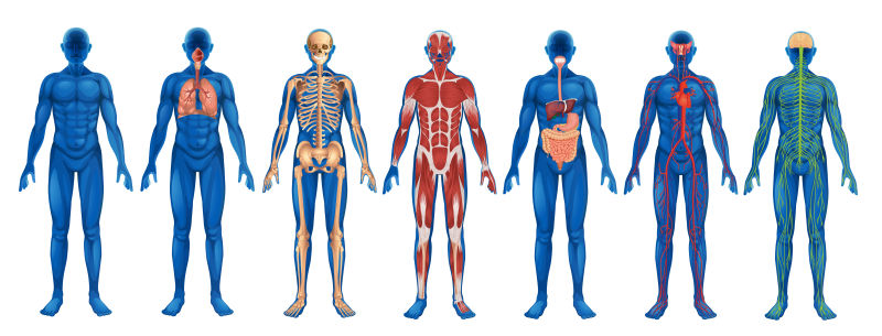 创意矢量人体系统解剖学设计插图
