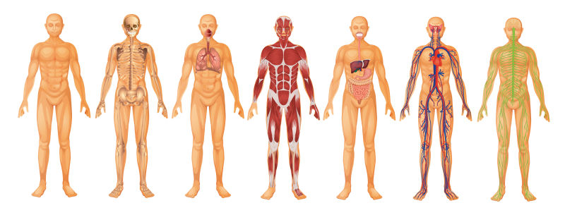 创意矢量人体身体解剖学设计插图