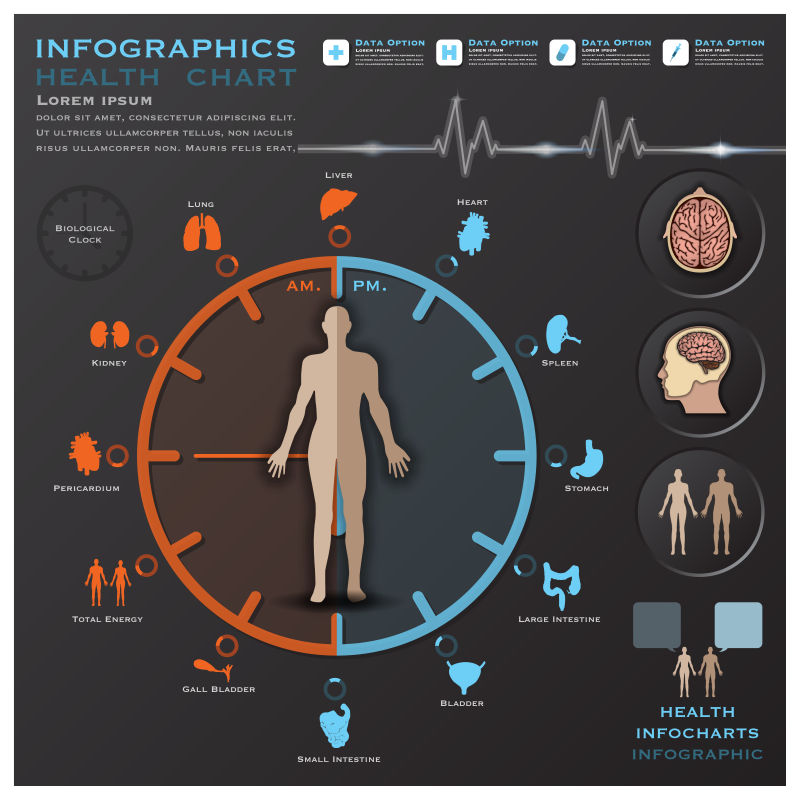 生物钟健康与医学信息图表