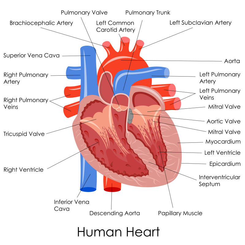 创意矢量现代人体心脏解剖信息插图