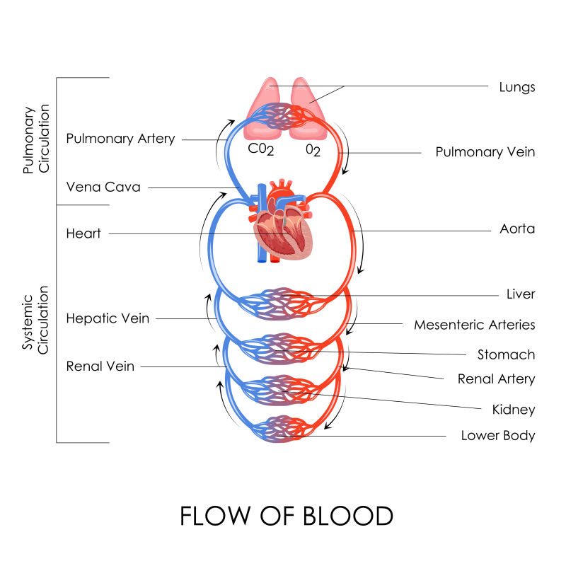 创意矢量现代人体血液循环信息图表设计
