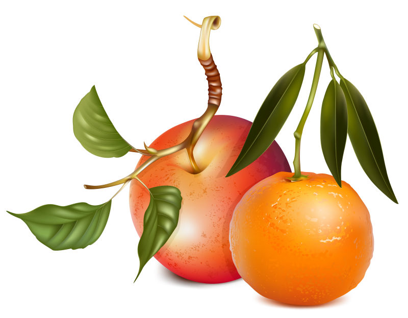 创意矢量现代新鲜苹果和橘子设计插图