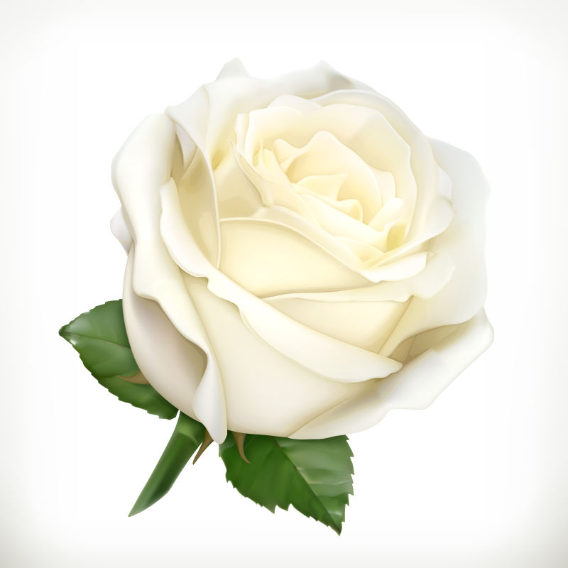 抽象矢量白色玫瑰设计插图