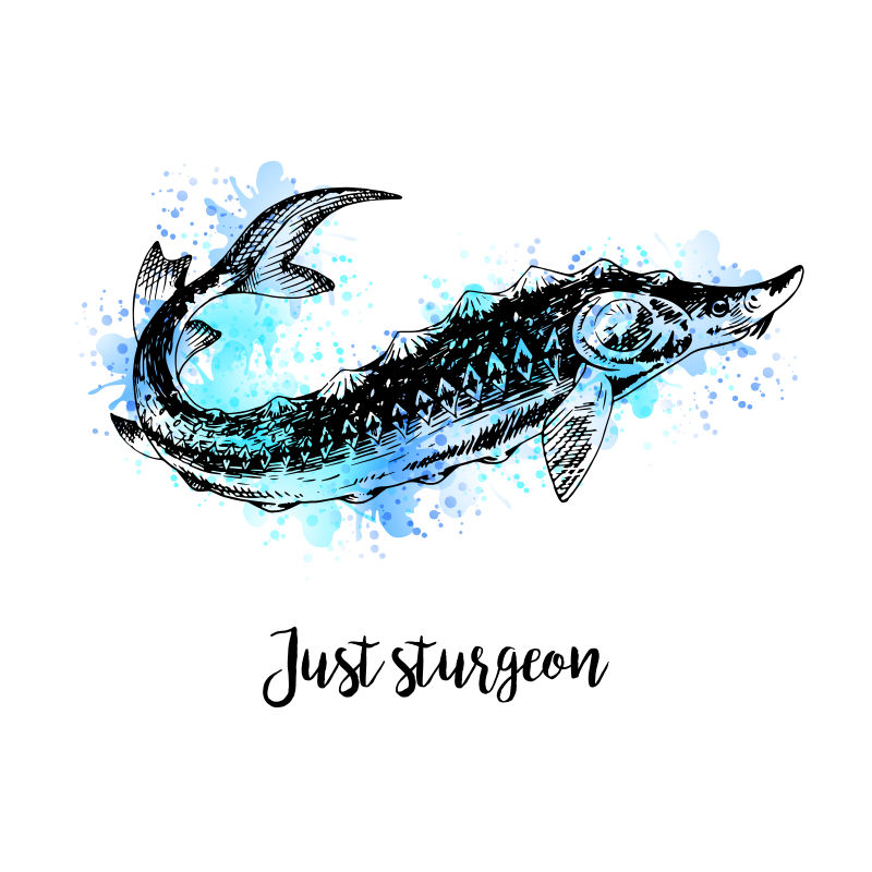 抽象矢量手绘水彩鲟鱼标志设计