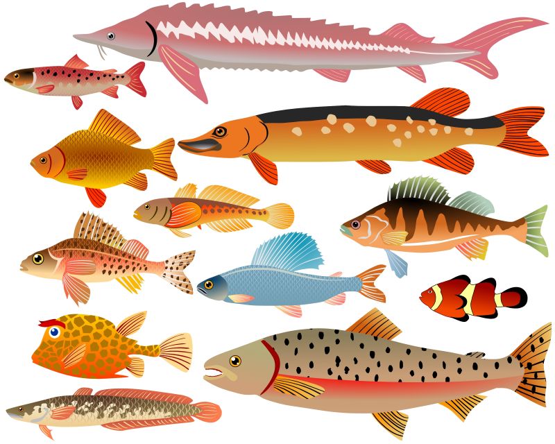 创意矢量现代鳟鱼商标平面设计