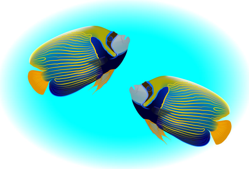 抽象矢量现代两条热带鱼插图设计