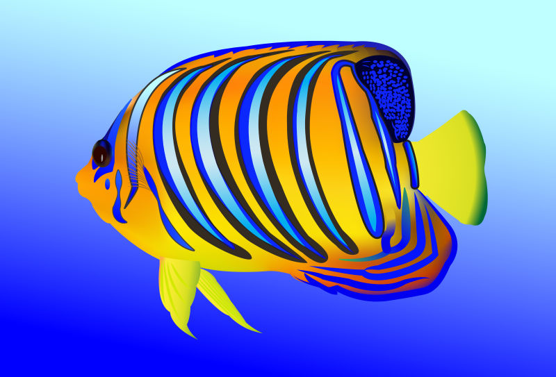 矢量漂亮斑纹的神仙鱼插图设计