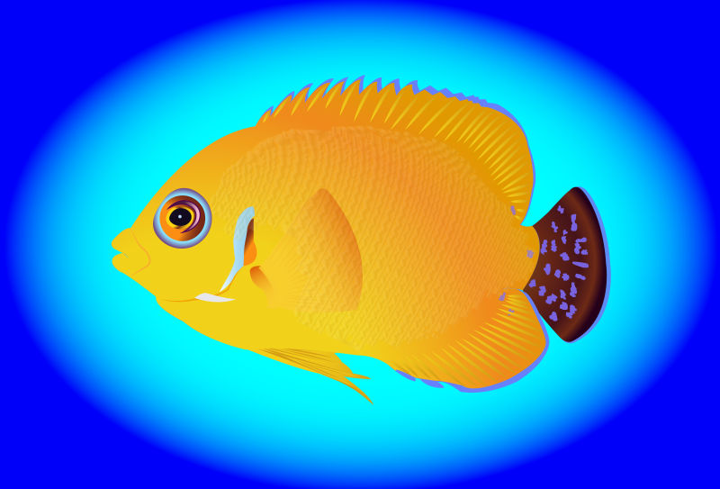抽象矢量现代黄色鱼类插图设计