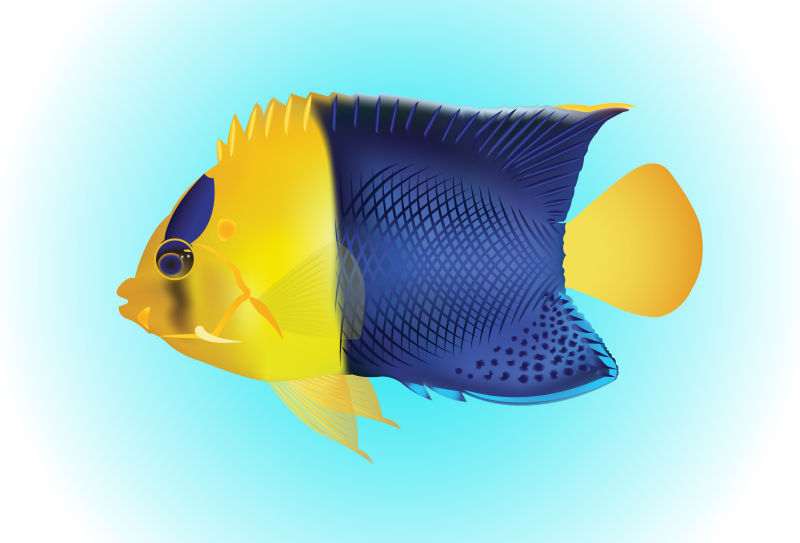 抽象矢量现代黄蓝色热带鱼插图设计