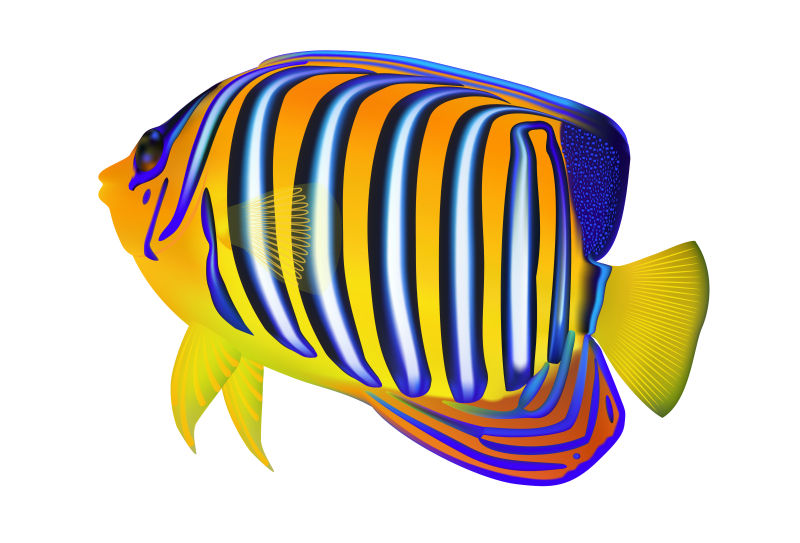  抽象矢量现代彩色海带鱼插图设计