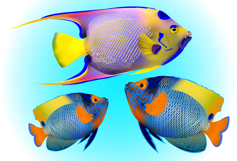 抽象矢量现代鱼类插图设计