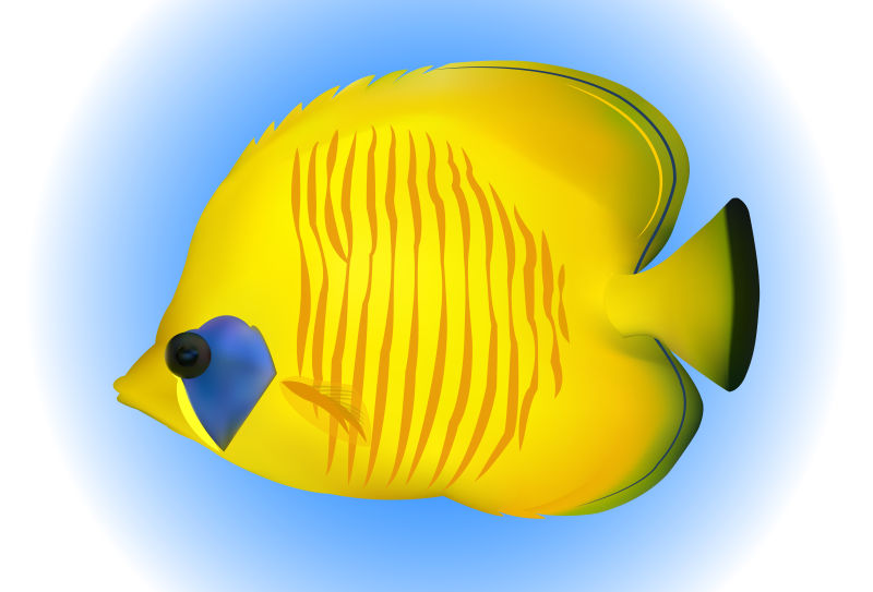 矢量黄色蝴蝶鱼插图设计