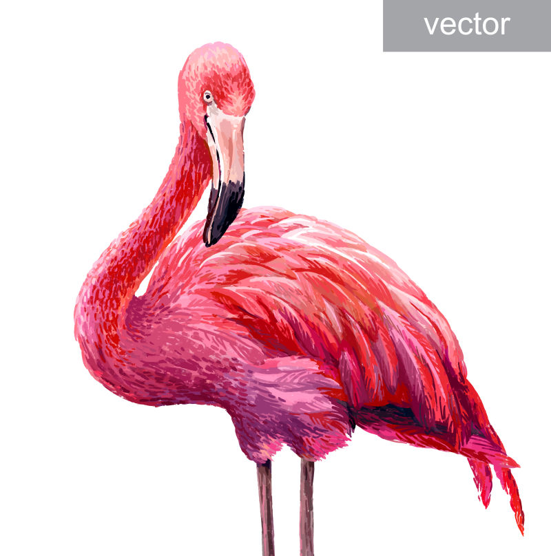 矢量创意现代粉色火烈鸟插图设计