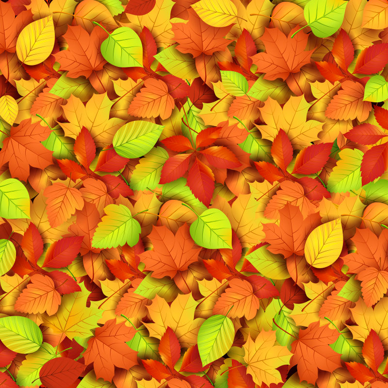 秋天的叶子-矢量图解