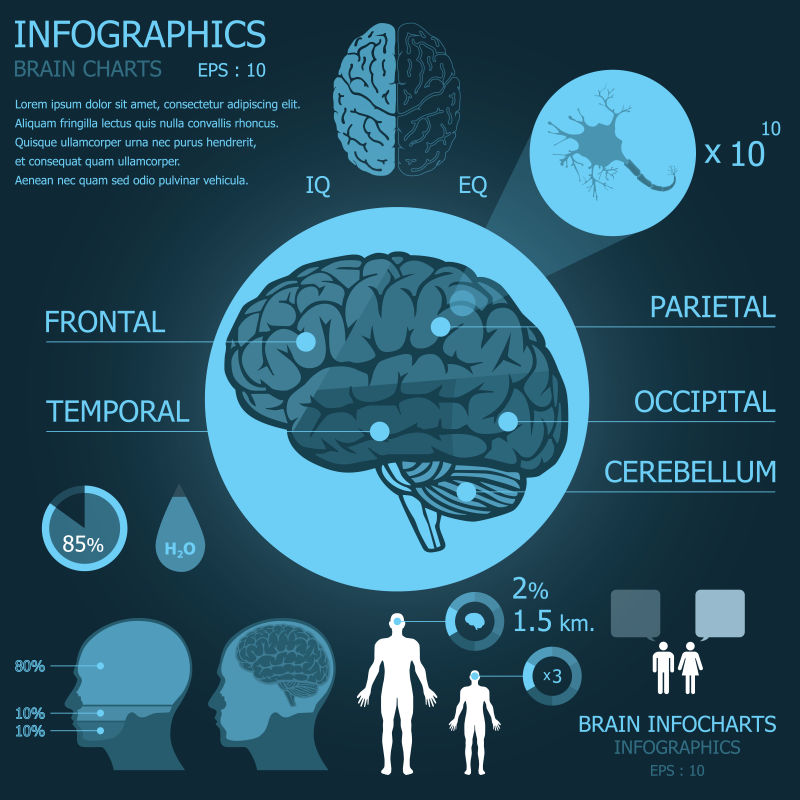 抽象矢量大脑元素的医疗信息图表设计