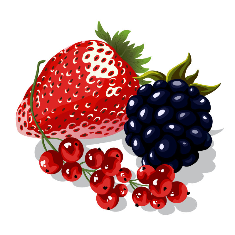 创意矢量现代美丽的莓果插图