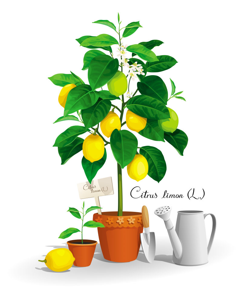 抽象矢量新鲜柠檬树设计