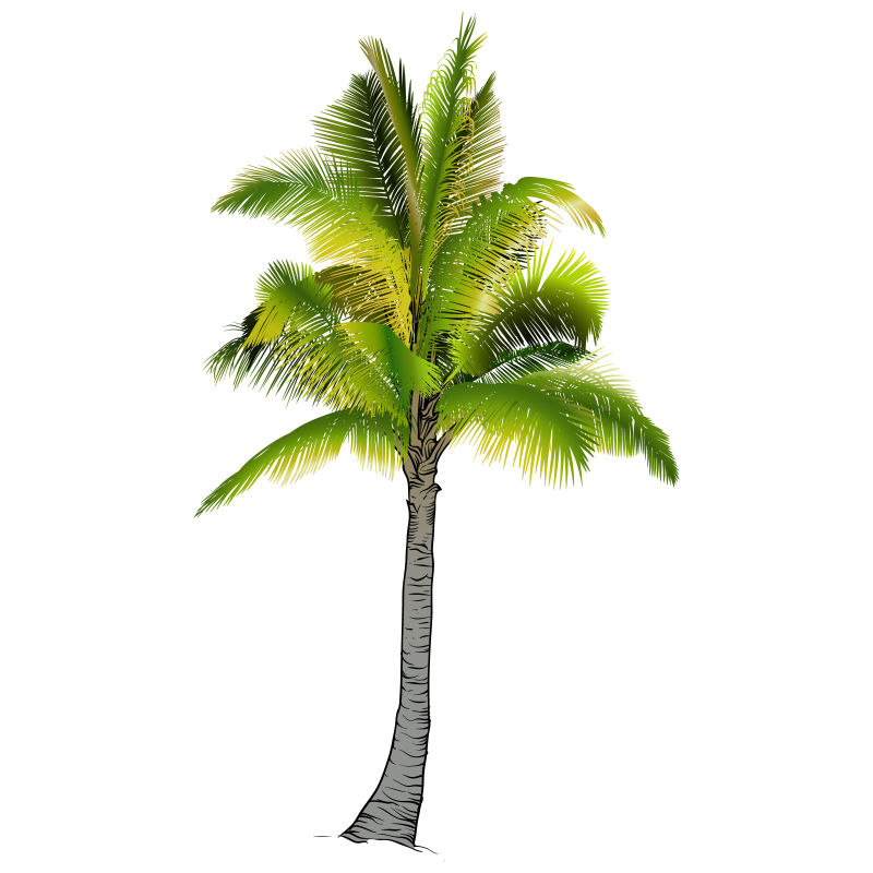 抽象矢量现代棕榈树创意设计元素