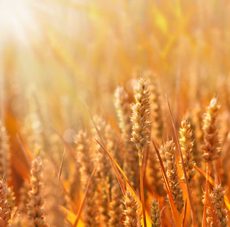 在阳光下收获农业小麦穗