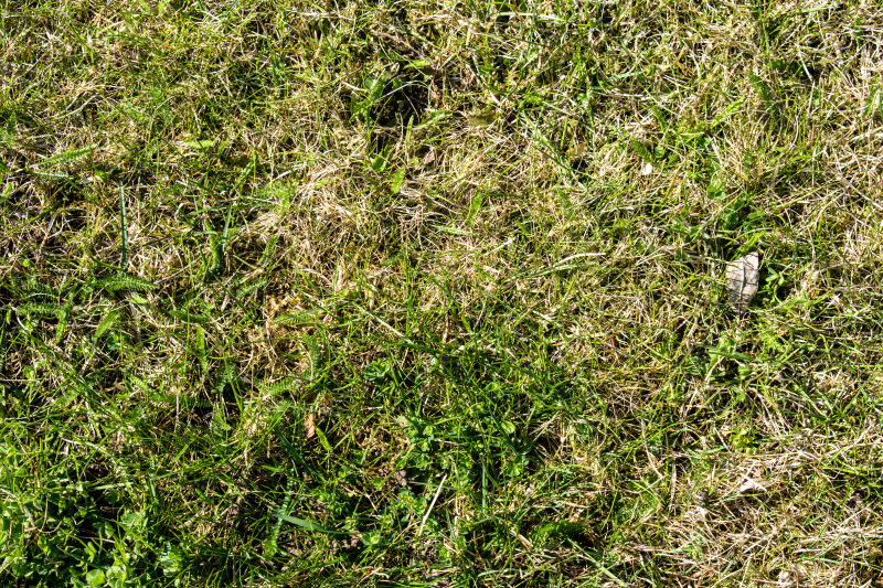 绿色和干草特写纹理背景的草地