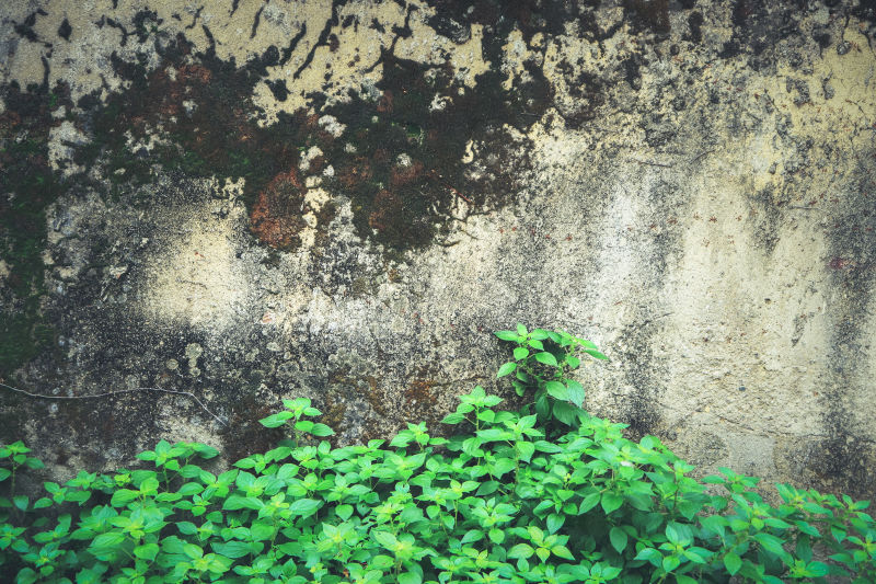 石墙青苔绿植