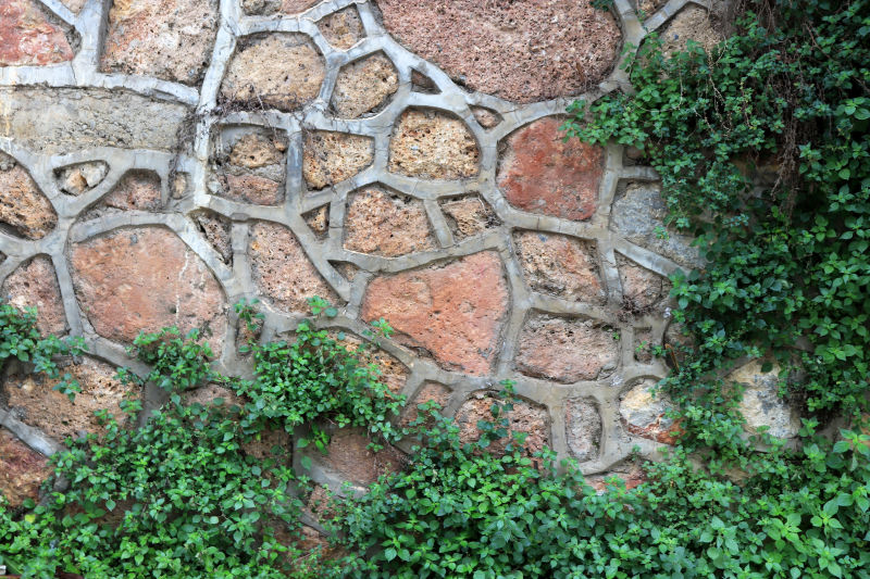 石质鹅卵石墙面绿色植物石头背景