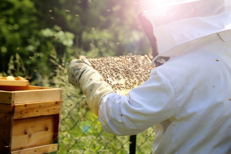 养蜂人在他的蜂巢里工作