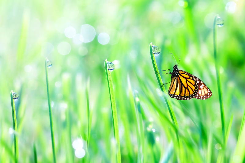 美丽的桔黄色蝴蝶在绿草上带着露珠夏季清新的背景免费复印空间