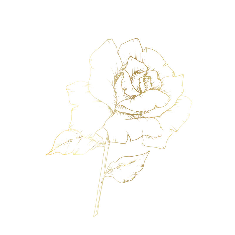一种独立风格的玫瑰花-植物的全名：玫瑰-用于背景纹理包装图案框架或边框的花