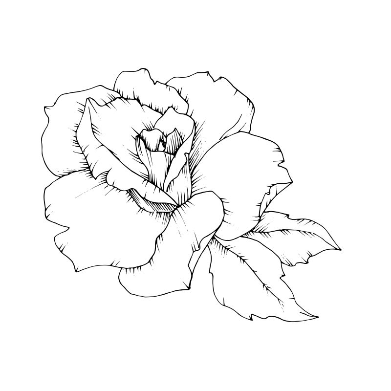 分离的矢量花柱的玫瑰花-植物的全名：玫瑰-用于背景纹理包装图案框架或边框的矢量花