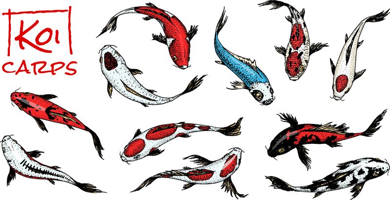 一套鲤鱼-日本鱼-韩国动物-雕刻手绘线条艺术复古纹身单色素描标签