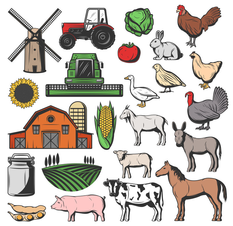 奶牛场动物与农业收获