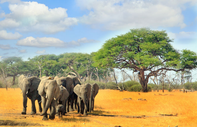 津巴布韦的马图多纳一群大象穿过开阔的平原