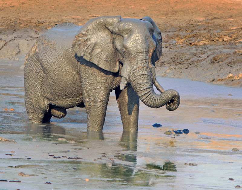 津巴布韦万基的非洲象鼻站在一个水洞里它的獠牙被树干包裹着