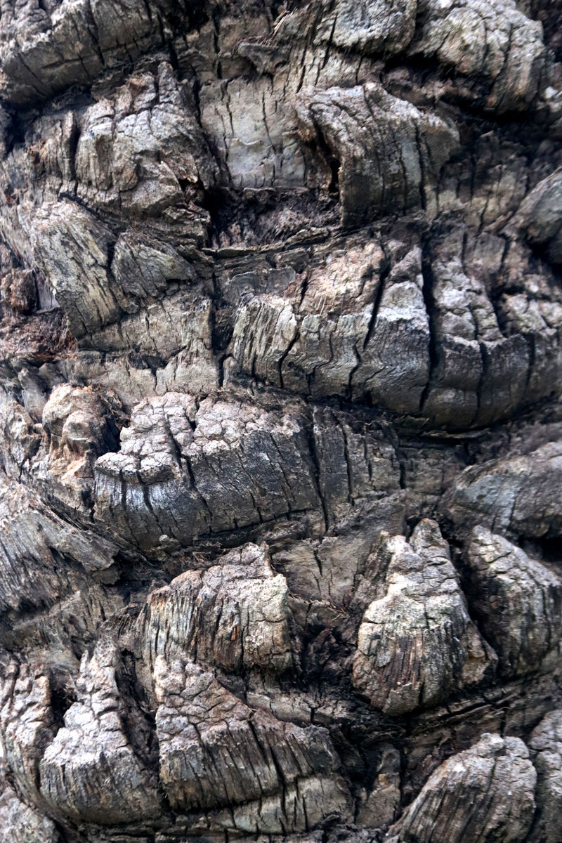 热带粗木结构背景棕榈树树皮纹理